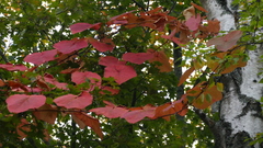 Magnoliopsida