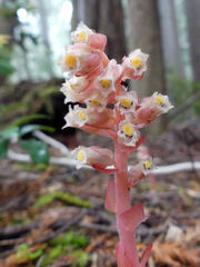 Monotropa hypopithys