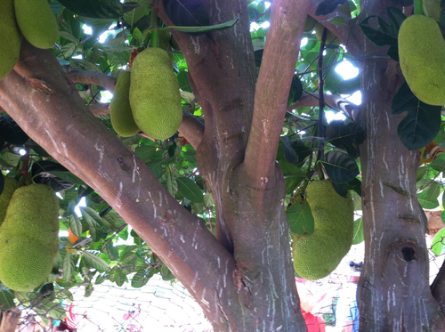 Jackfruit