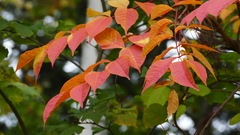Magnoliopsida
