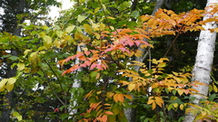 Magnoliopsida