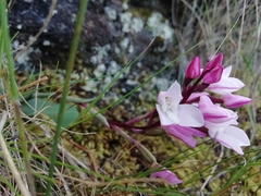 Disa rosea
