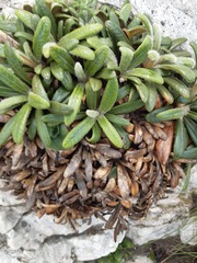 Oldenburgia intermedia