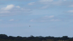 Falco sparverius
