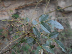 Rosa squarrosa
