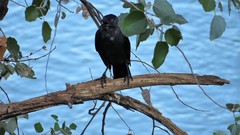 Corvus monedula