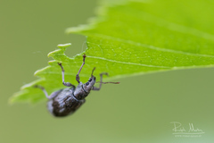 Polydrusus tereticollis