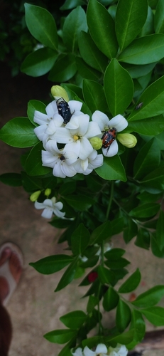 Indian Flower Chafer