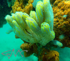 Botrylloides magnicoecus