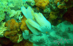 Botrylloides magnicoecus