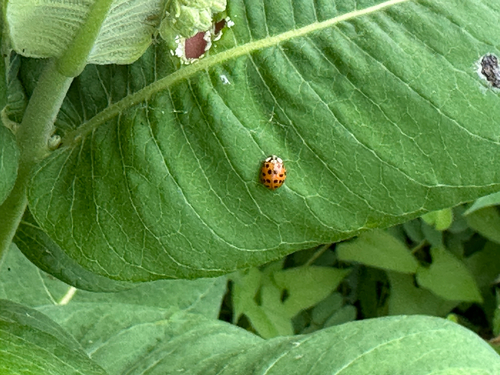Asian Lady Beetle