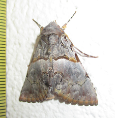 Thiacidas roseotincta