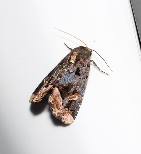 Black Wedge-spot