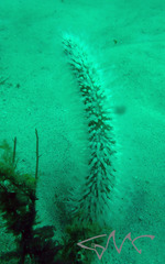 Veretillidae