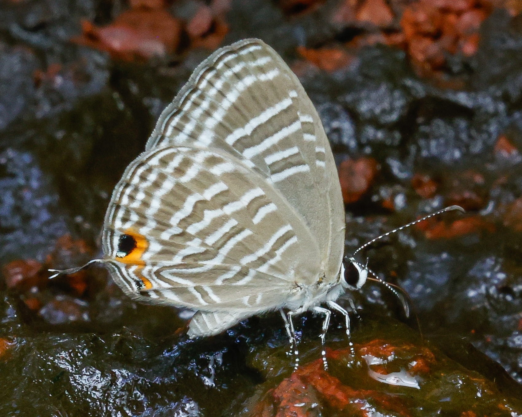 Common Cerulean
