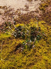 Caltha caespitosa