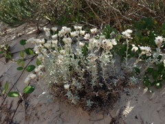 Achyranthemum argenteum