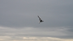 Chroicocephalus ridibundus