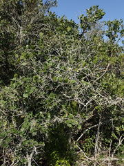 Dovyalis rotundifolia