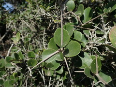 Dovyalis rotundifolia