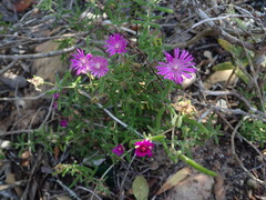 Drosanthemum candens