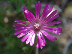 Drosanthemum candens