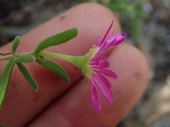 Drosanthemum candens