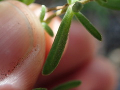 Drosanthemum candens