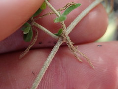 Drosanthemum candens