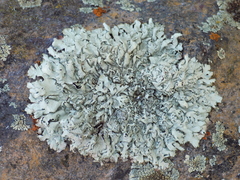 Xanthoparmelia stenophylla