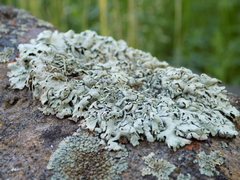 Xanthoparmelia stenophylla