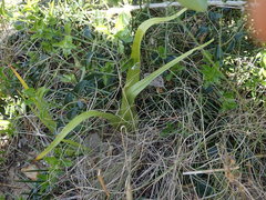 Colchicum eucomoides