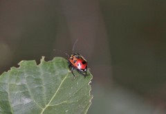 Chrysocoris