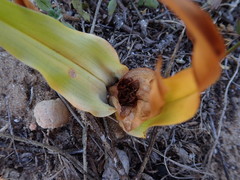 Colchicum eucomoides