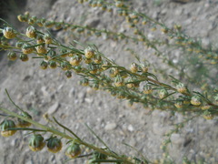Artemisia alba
