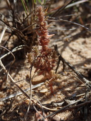 Crassula lanceolata