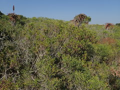 Euryops spathaceus