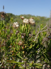 Euryops spathaceus