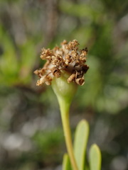 Euryops spathaceus