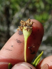 Euryops spathaceus