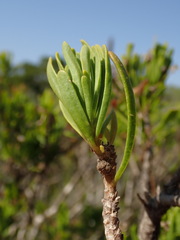 Euryops spathaceus