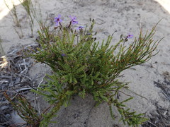 Jamesbrittenia microphylla
