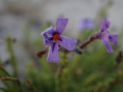 Jamesbrittenia microphylla
