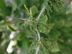 Asparagus burchellii