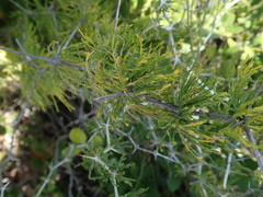 Asparagus burchellii