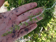 Asparagus burchellii