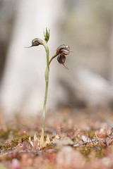 Pterostylis cheraphila