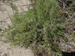 Asparagus burchellii