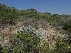 Achyranthemum argenteum