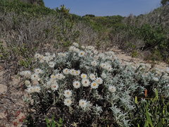 Achyranthemum argenteum